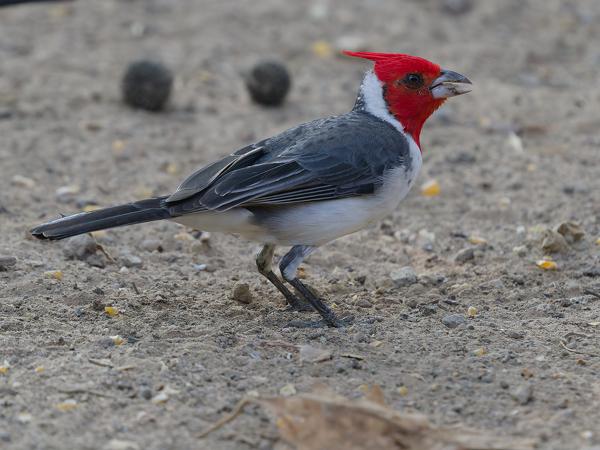 Roodkuifkardinaal (Paroaria coronata)